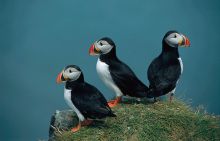 Beautiful Puffin and Shore View